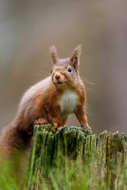 istock Red Squirrel eating nuts while down on the ground  in the Cairngorms, Scotland 1339472060