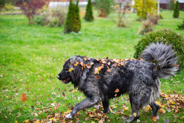 The dog, the pet, has fleas