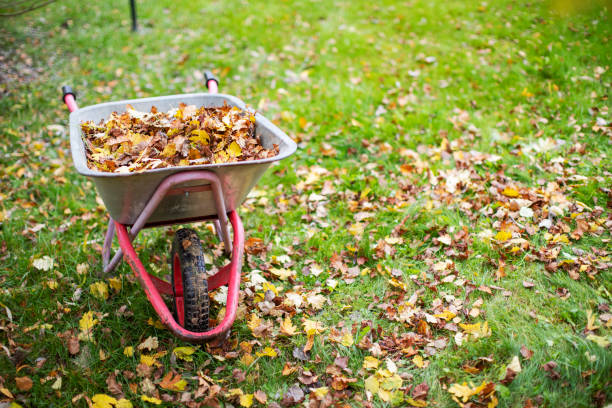 istock Yellow autumn leaves 1339472078