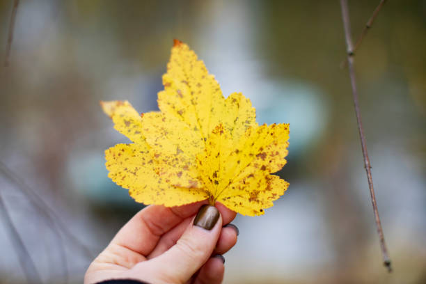 istock Yellow autumn leaf in hand 1339472107