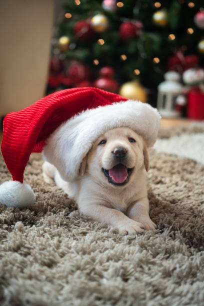 istock New pet for Christmas 1339472171