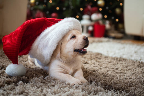 istock New pet for Christmas 1339472172