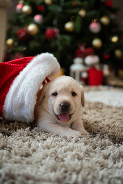 istock New pet for Christmas 1339472173
