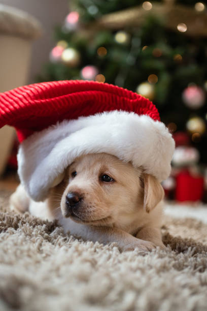 istock New pet for Christmas 1339472184