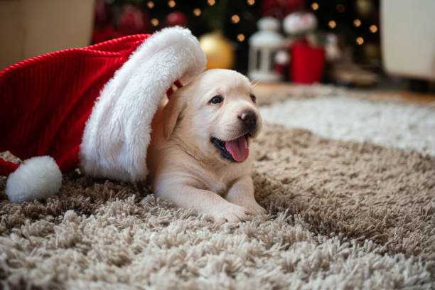 istock New pet for Christmas 1339472196