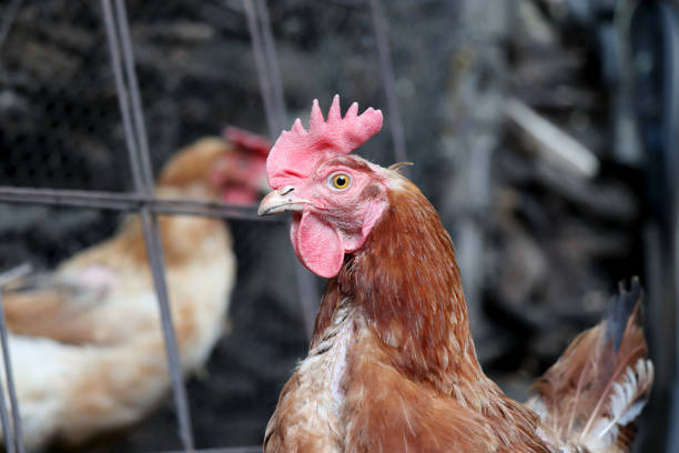 istock Chicken on the farm, poultry in village 1339472273