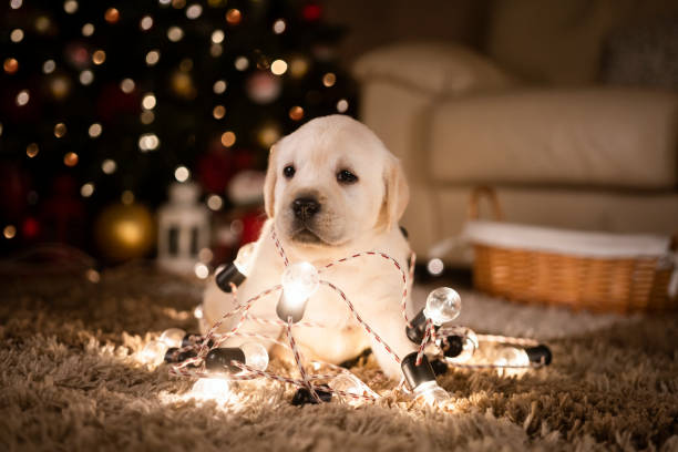 istock New pet for Christmas 1339472385