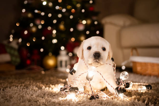 istock New pet for Christmas 1339472418