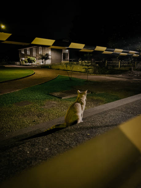 istock Cat in their calmement 1339474141