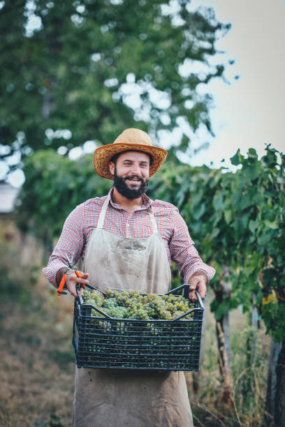contadino con cassa piena d'uva - winemaking grape harvesting crop foto e immagini stock