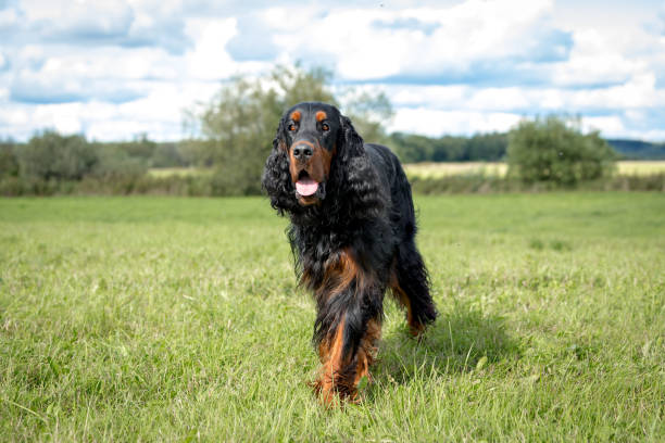 istock Summer day. Setter Gordon walks through a green field 1339475467