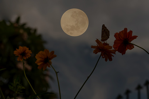 Full moon with butterfly and flowers silhouette in the night.