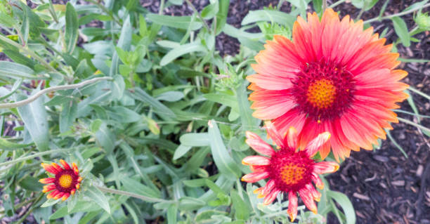 istock Very nices flowers in a garden 1339476540
