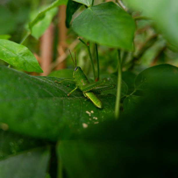 istock green grasshopper on green leaves 1339477909