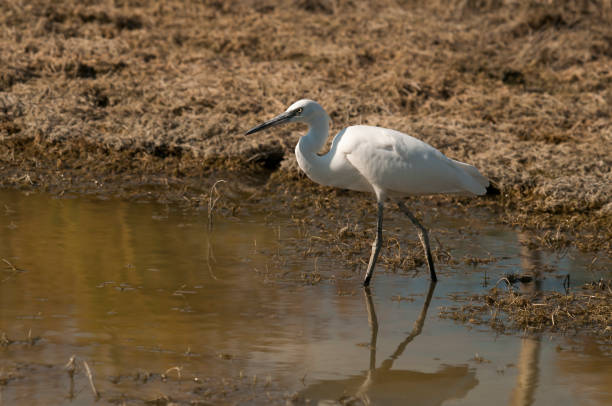istock Birds in freedom and in their environment. 1339478152