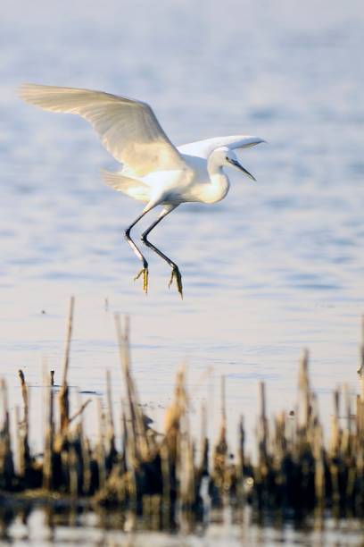 istock Birds in freedom and in their environment. 1339478172