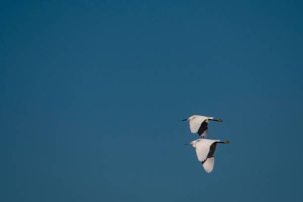 istock Birds in freedom and in their environment. 1339478186