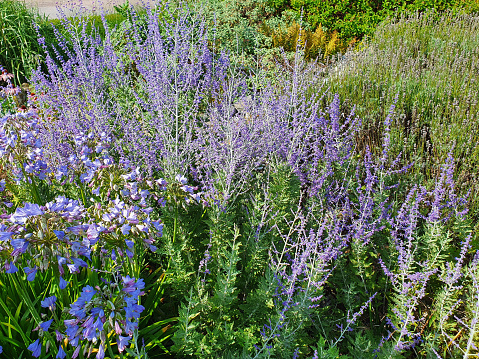 Perovskia 'Blue Spire' a late summer flowering plant with a blue purple summertime flower in July and August and commonly known as Russian Sage, stock photo image