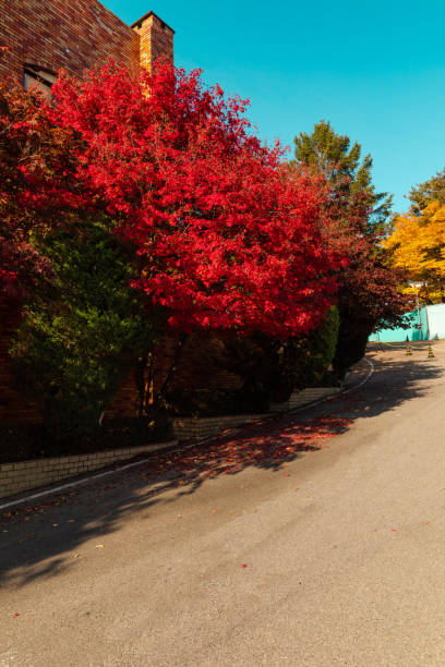 istock Autumn scenery in Korea. red maple street 1339480308
