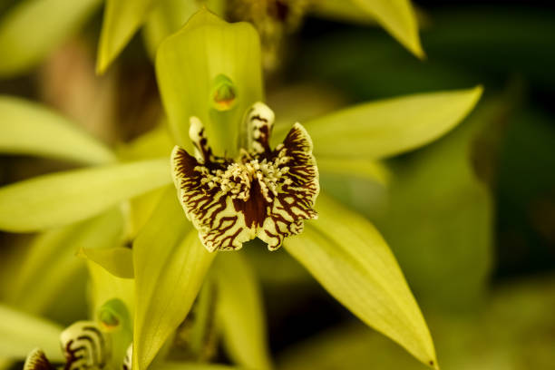 istock Beautiful Orchid species from Indonesia 1339480315