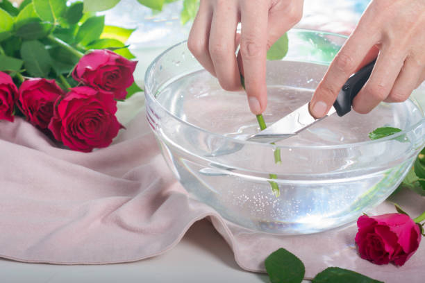 Hands cutting off  red rose stem in a water for better flowering in a vase stock photo