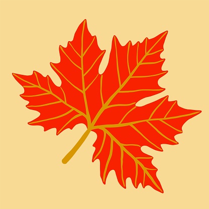 Simplicity maple leaf freehand drawing flat design. Vector illustration.