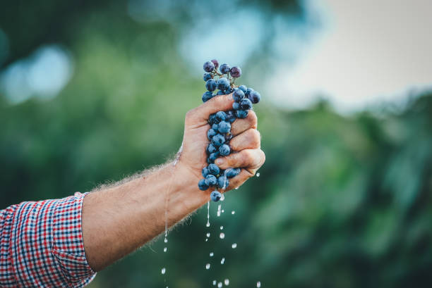 enologo spremi l'uva da vino rosso con la mano - vendemmia foto e immagini stock