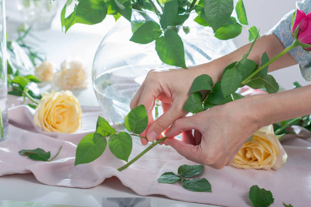 Woman trims the leaves from the stem of rose to prevent them from falling into the water in a vase, florist helps bouquet stay fresh looking Woman trims the leaves from the stem of rose to prevent them from falling into the water in a vase, florist helps bouquet stay fresh looking rose bouquet red table stock pictures, royalty-free photos & images