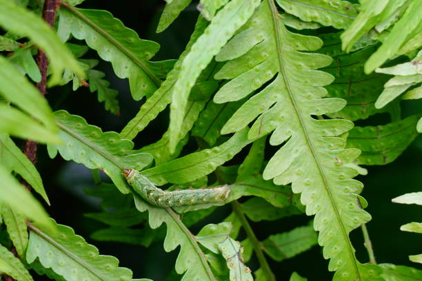 The caterpillar on a leaf