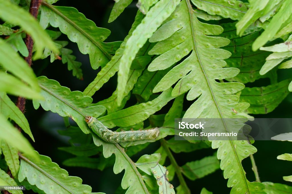 Green Caterpillar in Natural background Green Caterpillar eating  fern leaves on Natural background Caterpillar Stock Photo