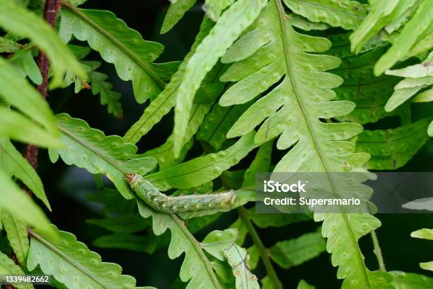 Green Caterpillar In Natural Background Stock Photo - Download Image Now - Caterpillar, Worm, Plant