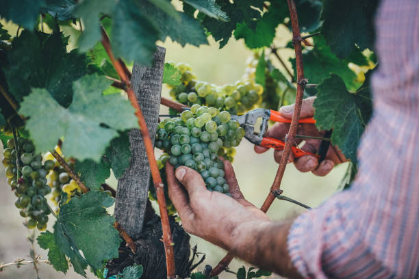 istock Young men picking a bunch of grapes 1339483490