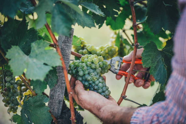 istock Young men picking a bunch of grapes 1339483492