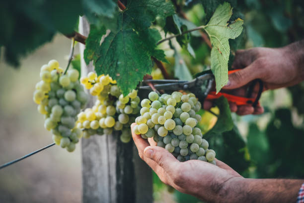 istock Young men picking a bunch of grapes 1339483497