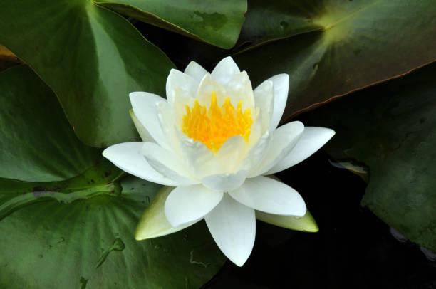 istock Blossom waterlily flowers 1339484350