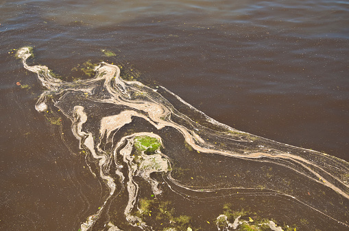 Water plants in the river - Pondweed - Potamogeton natans.