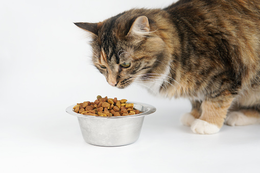 a gray cat eats food from a bowl. On a white background