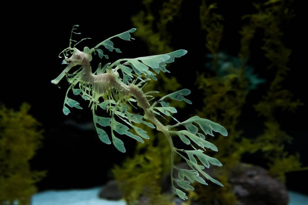 istock Green seahorse on the seabed. With aquatic trees. 1339486240