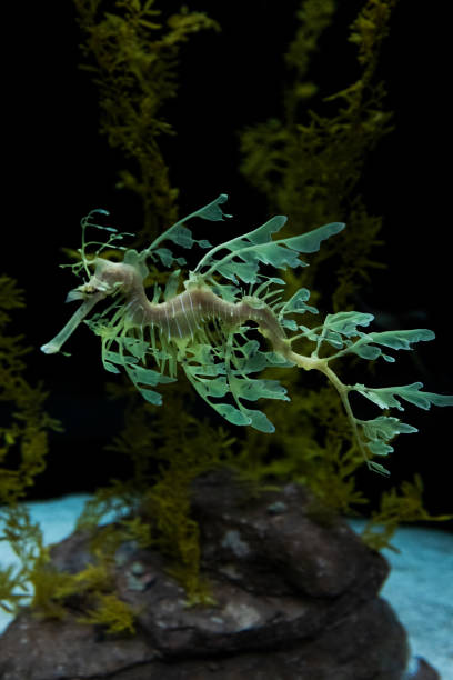 istock Green seahorse on the seabed. With aquatic trees. 1339486322