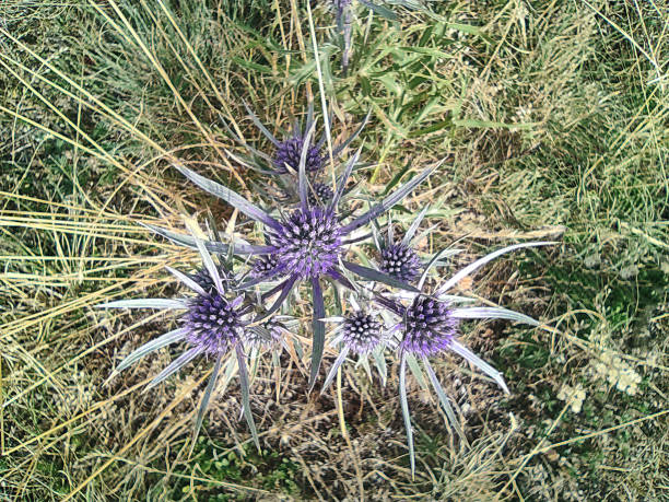 violet thorny wild flower view from above