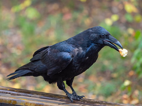 The black crow is eating. Close-up photo. Wildlife concept.