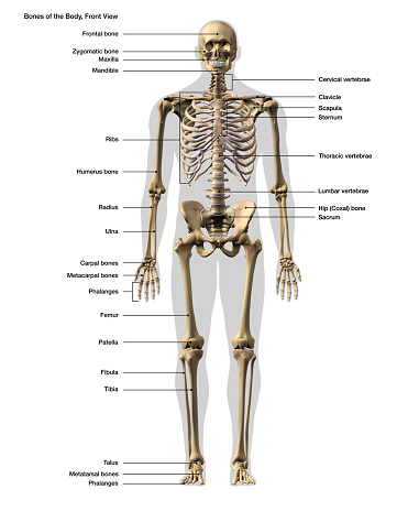Male Skeleton in full body front view with labeled bones on a white background, computer generated image.