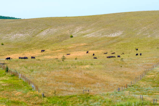istock Black cows graze on the hillside on a summer day. 1339487547