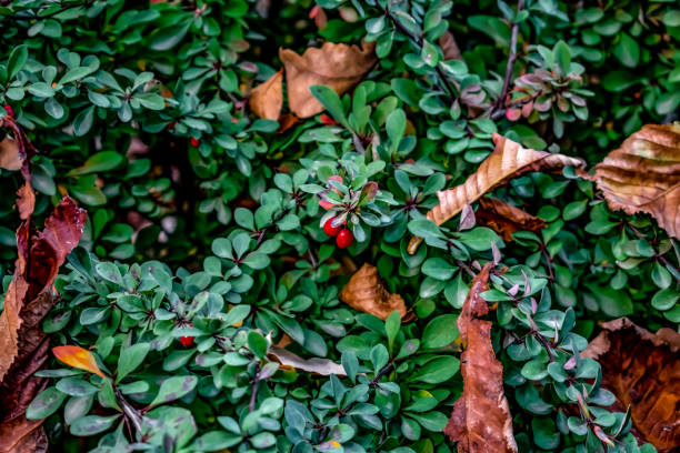 bayas rojas y hojas caídas secas entre los tallos verdes de berberis thunbergii - agracejo rojo fotografías e imágenes de stock