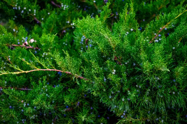 Natural floral texture of Juniperus scopulorum with blue berries. Green branches of a coniferous plant close-up