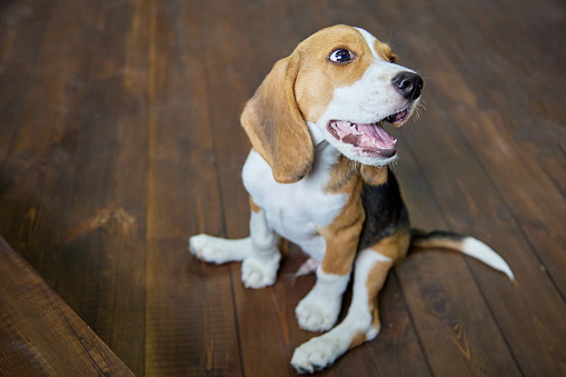 Funny beagle puppy is sitting on a dark wooden floor with its paws spread apart and looks up smiling