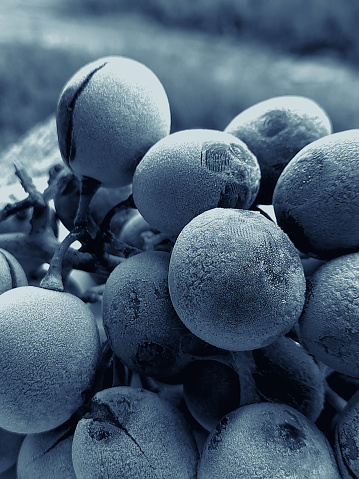 Grapes covered with ice