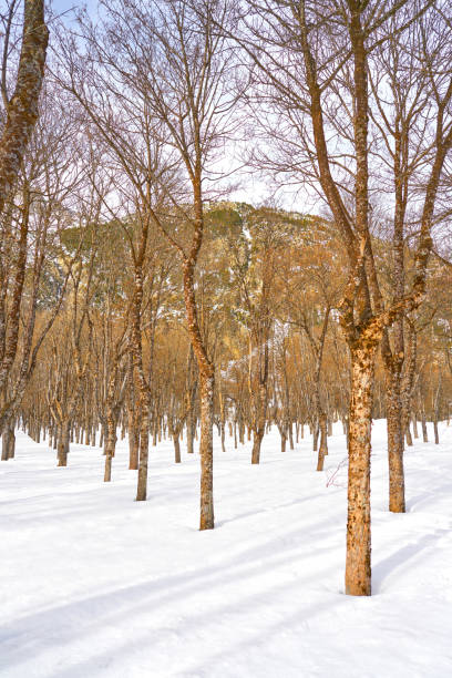 istock Panticosa snow ice in Huesca Pyrenees Spain 1339489988