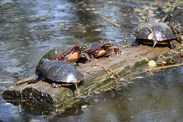 istock Group of Painted Turtles 1339492254