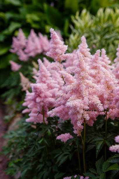 istock Pink astilba (astilbe) flower in natural background 1339493680